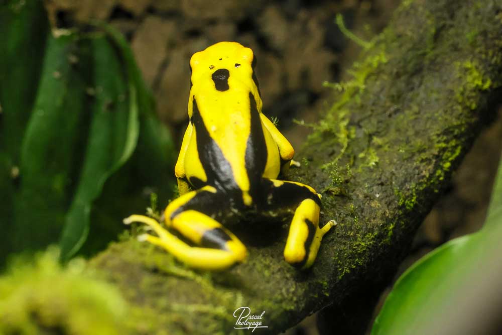 Dendrobate à tapirer