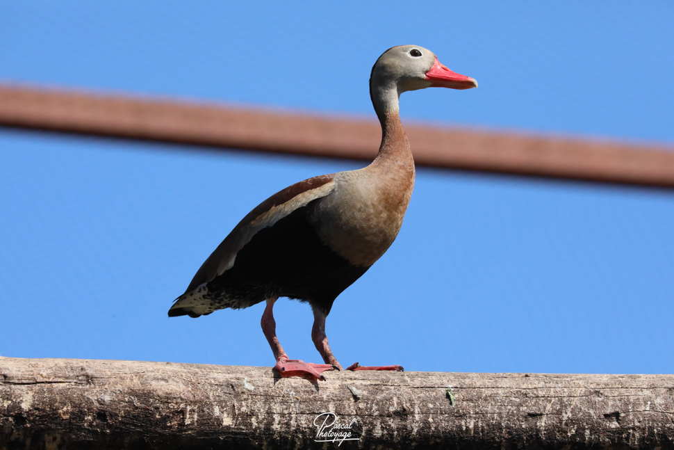 Dendroygne à ventre noir
