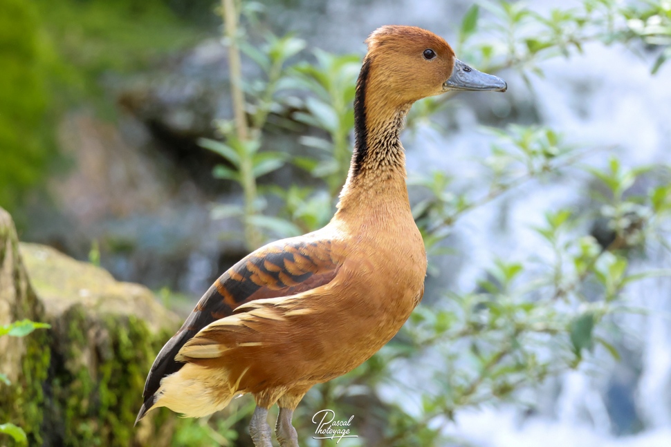 Dendrocygne fauve