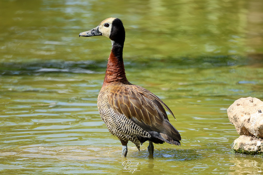 Dendrocygne veuf