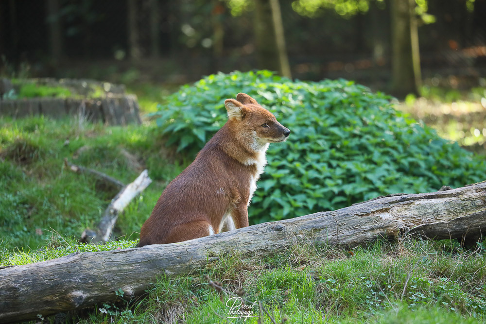 Dhole