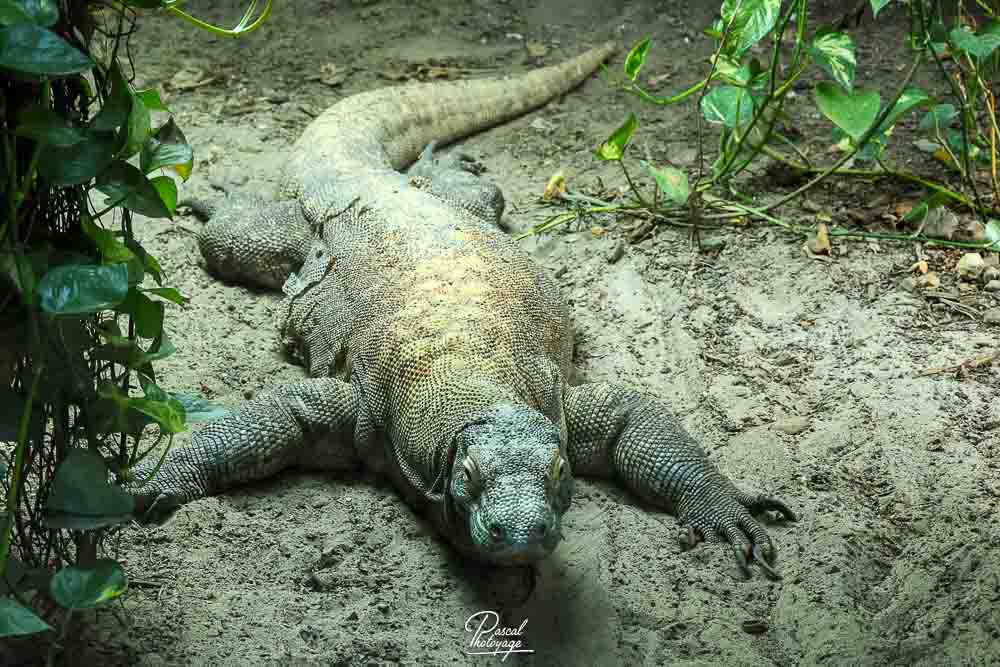 Dragon de Komodo