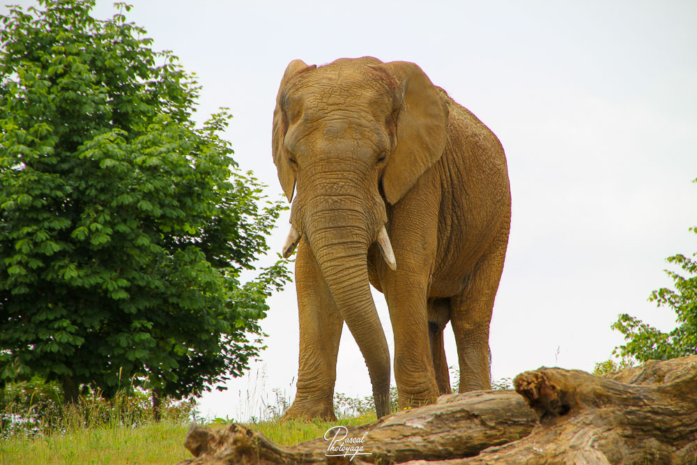 Éléphant d'Afrique