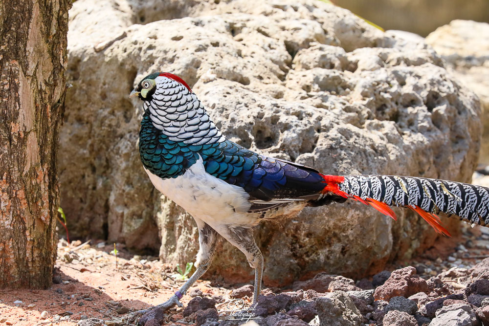 Faisan de Lady Amherst