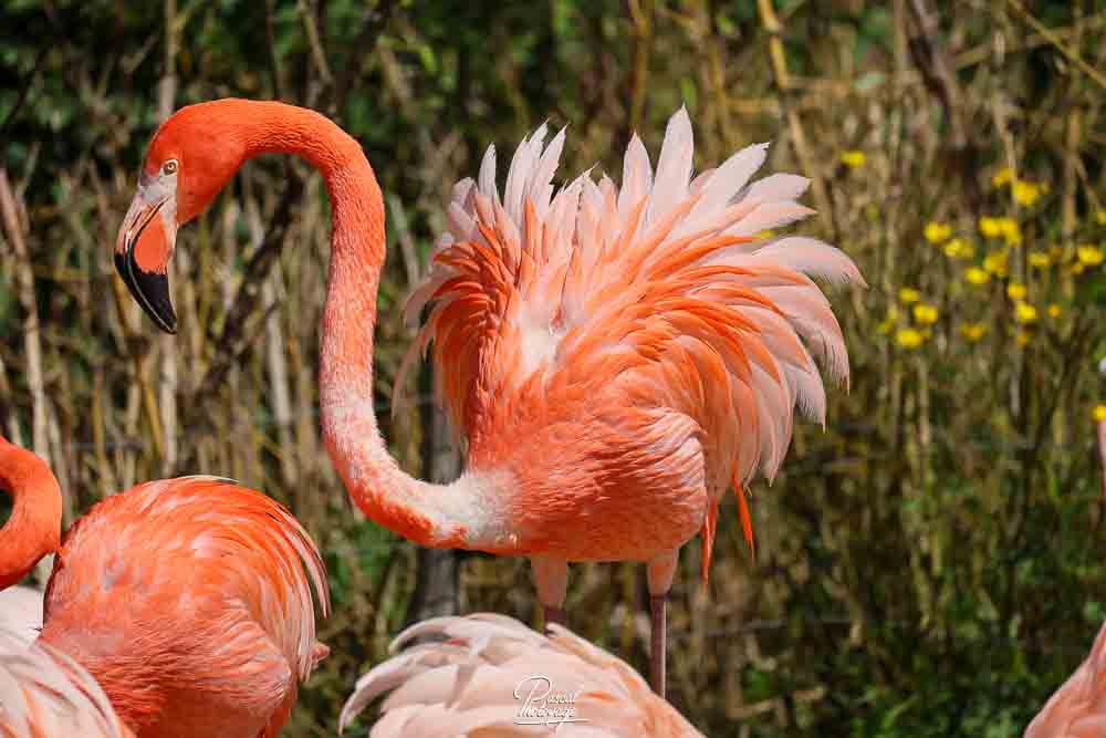 Flamant des Caraïbes