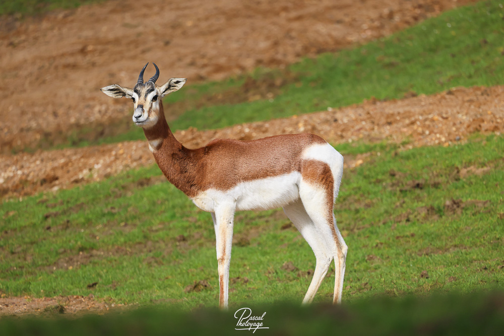 Gazelle de Mhorr