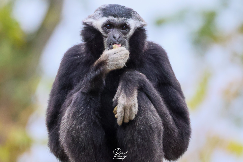 Gibbon à bonnet