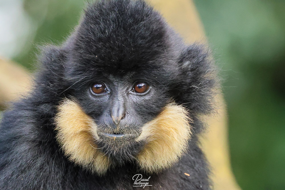 Gibbon à favoris roux