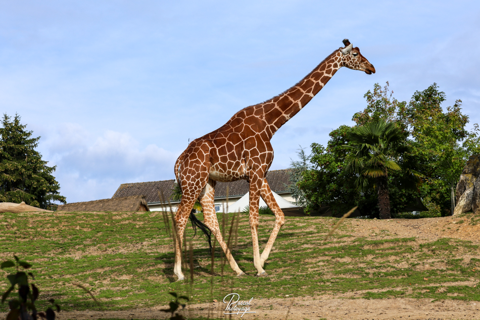 Girafé réticulée