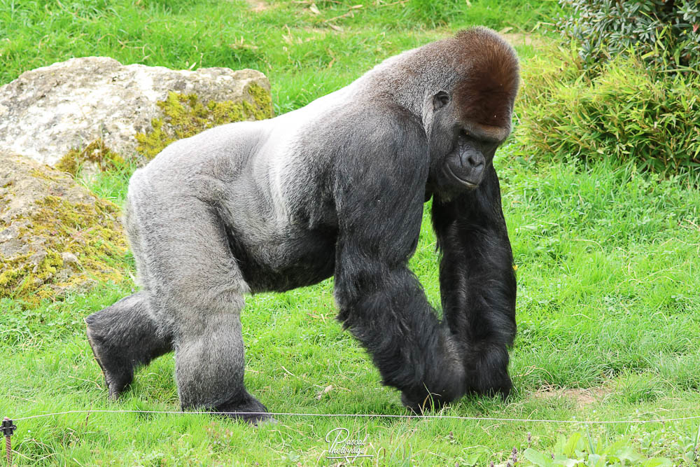 Gorille des plaines de l'Ouest