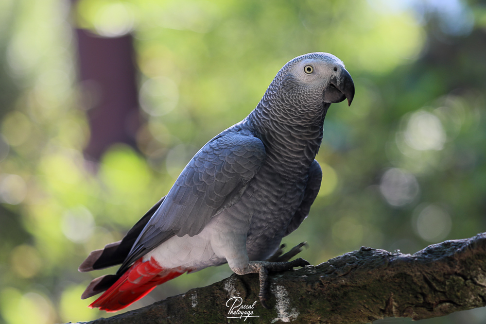 Gris du Gabon