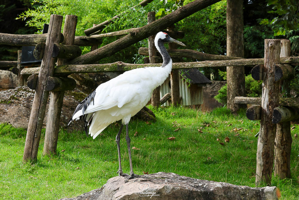 Grue du Japon