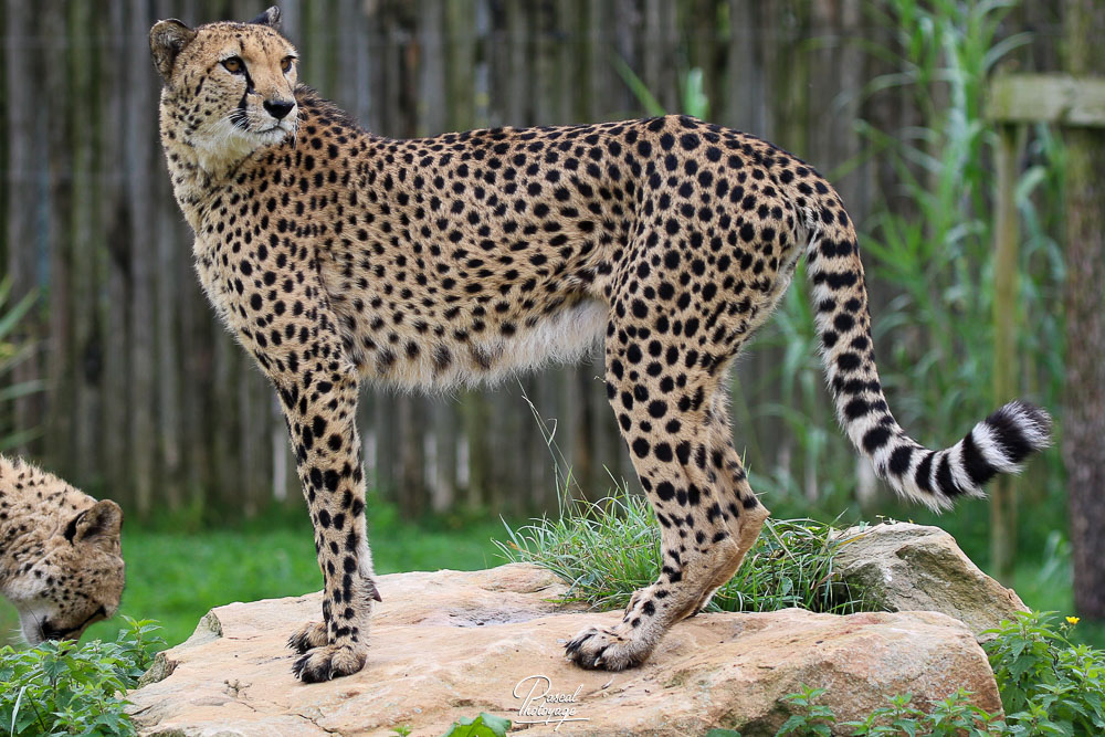 Guépard