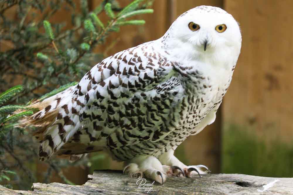 Harfang des neiges