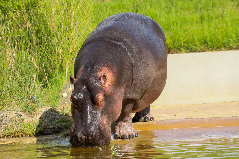 Hippopotame amphibie