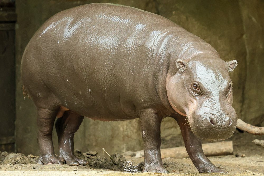 Hippopotame pygmée