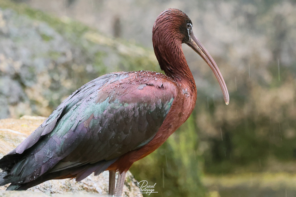 Ibis falcinelle