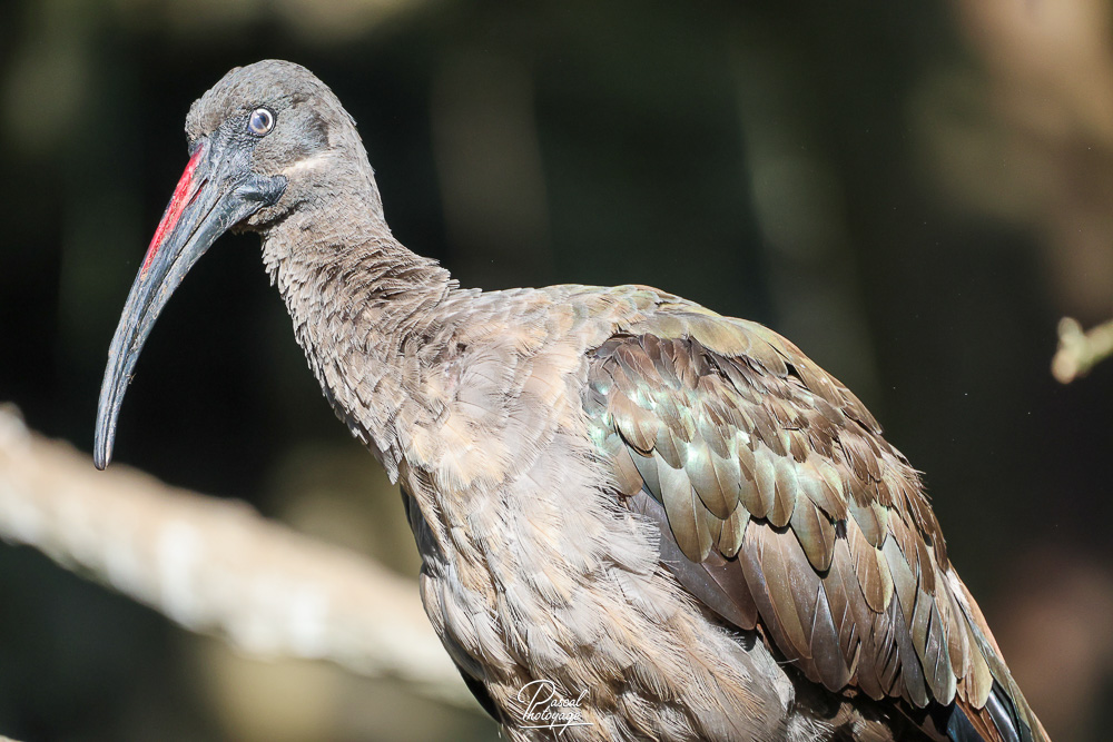 Ibis hagedash