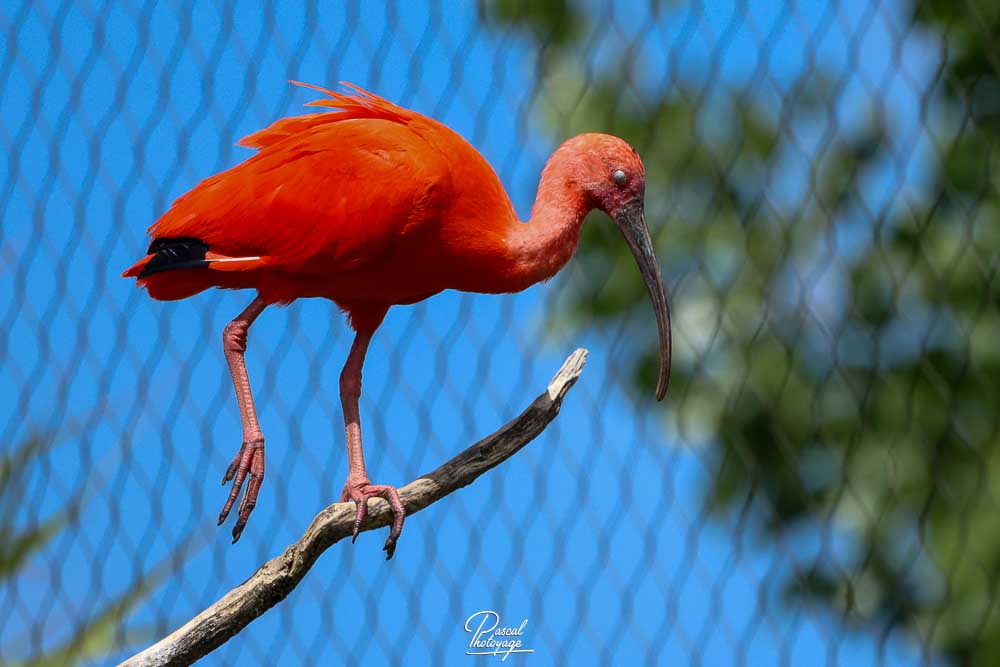 Ibis rouge