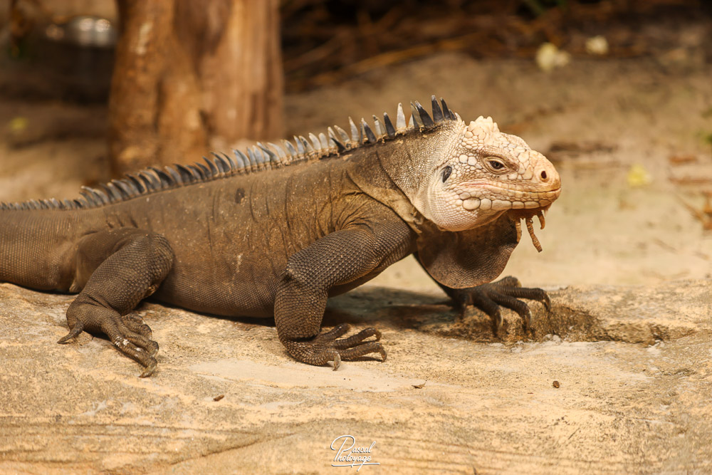 Iguane des petites Antilles