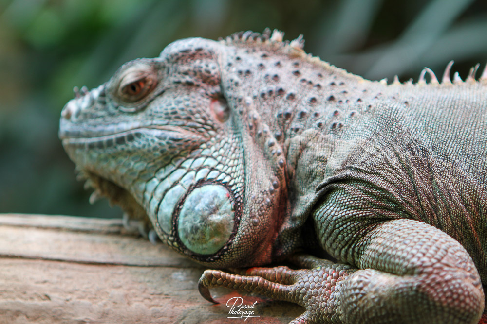 Iguane vert