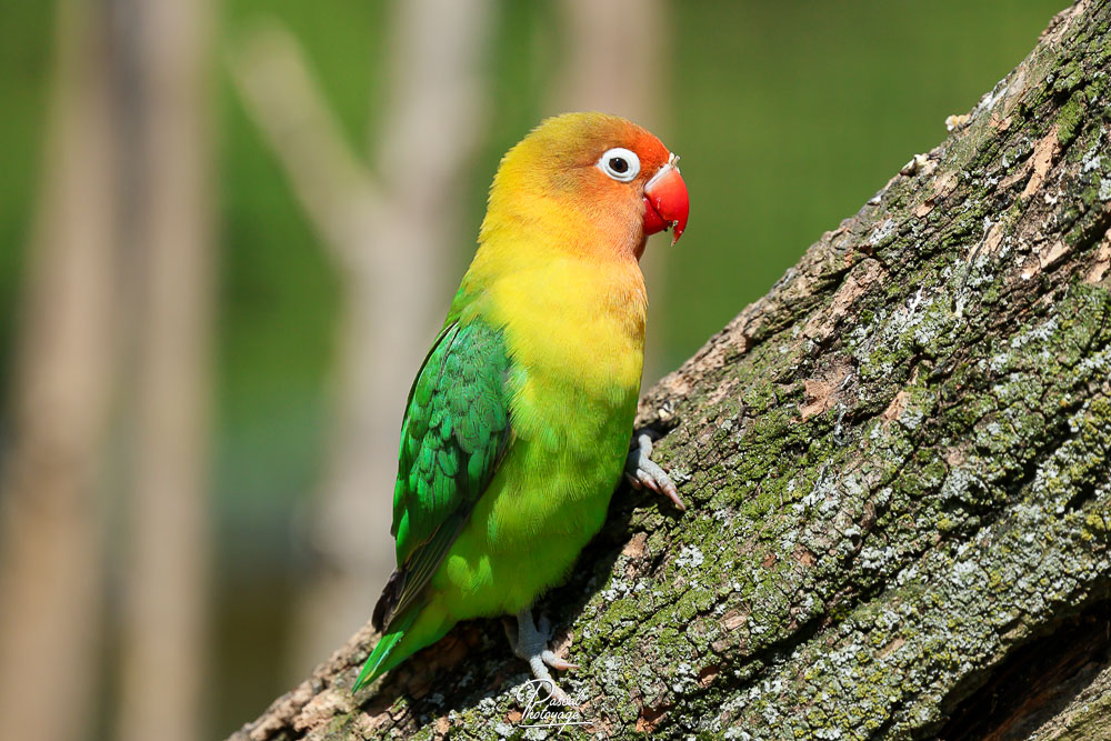 Inséparable de Fischer