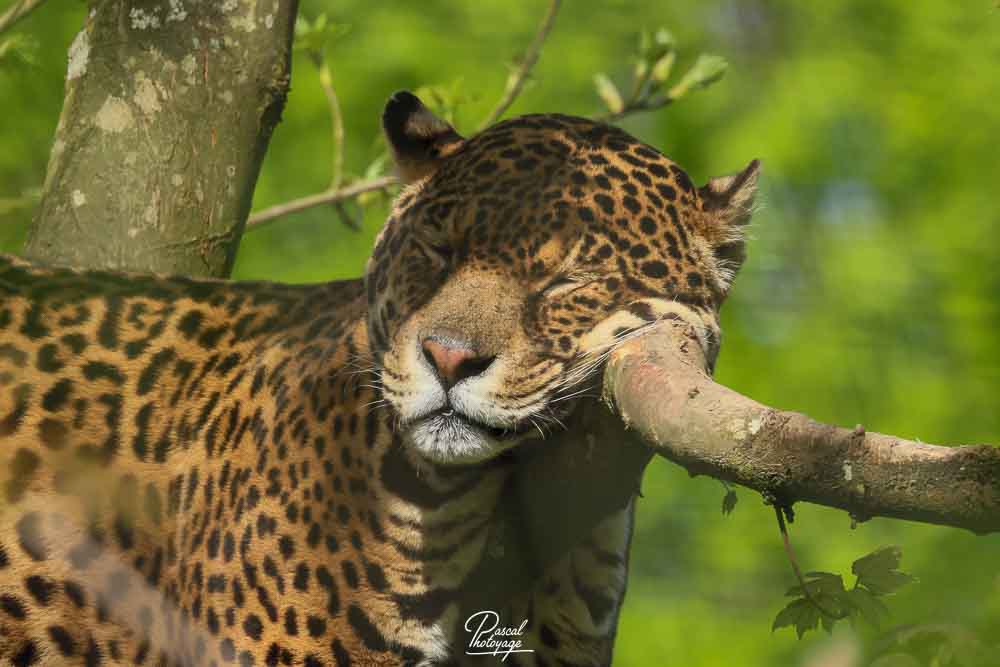 Jaguar