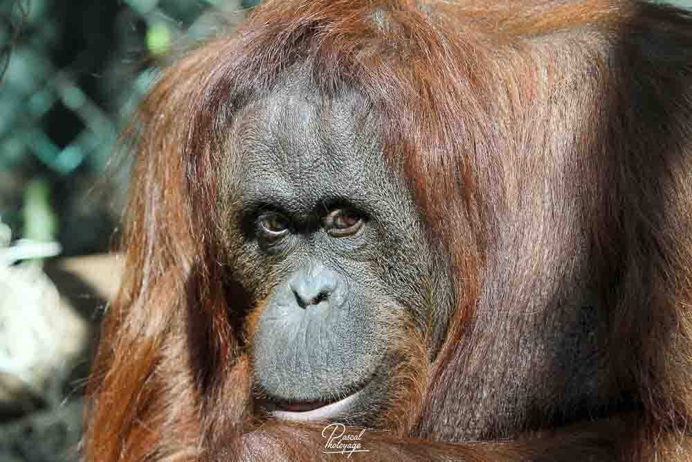 Orang-outan de Bornéo