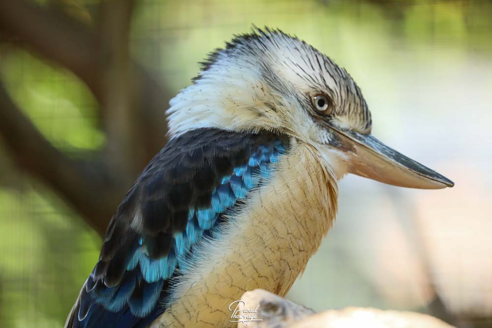 Kookaburra
