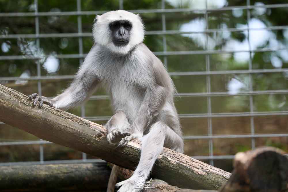 Langur d'Hanuman