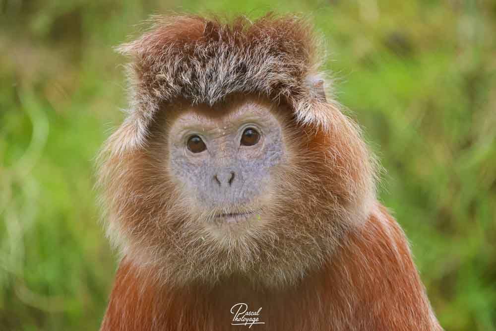 Langur de Java