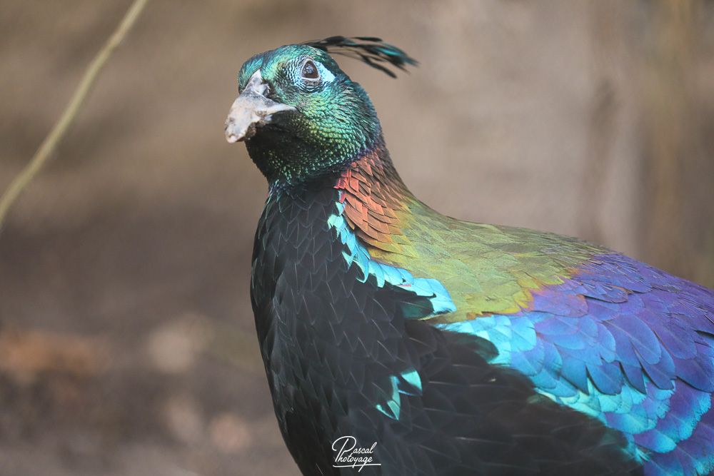 Lophophore resplendissant