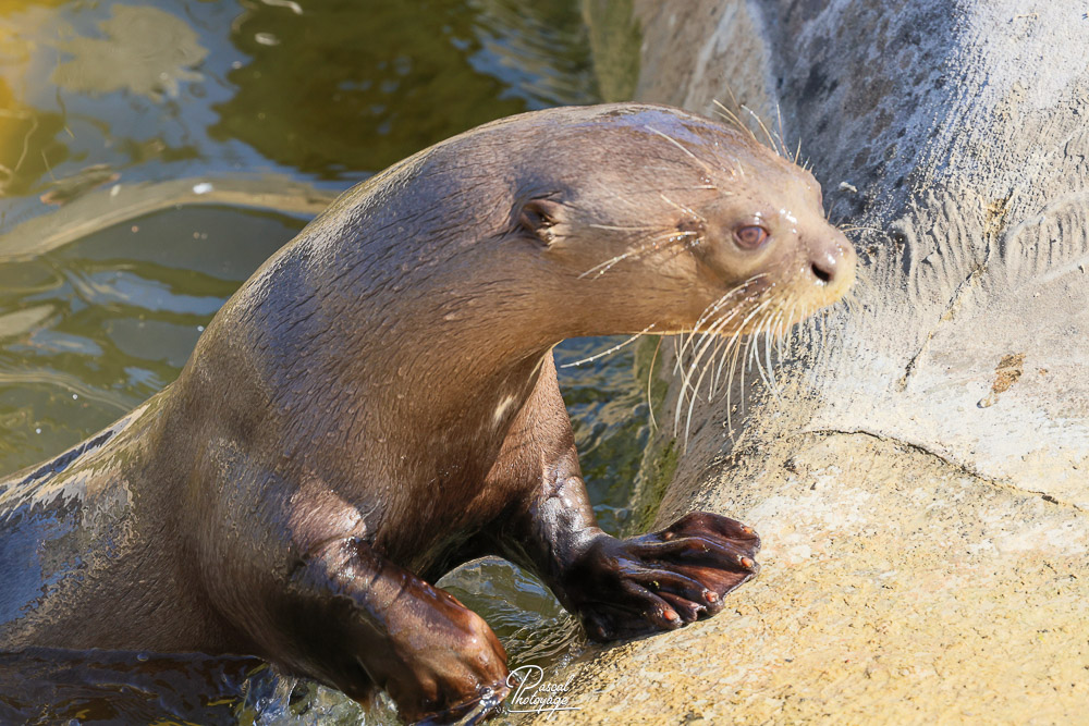 Loutre géante du Brésil