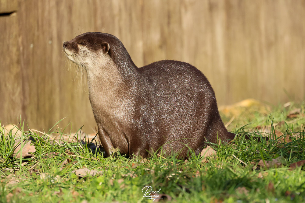 Loutre naine d'Asie