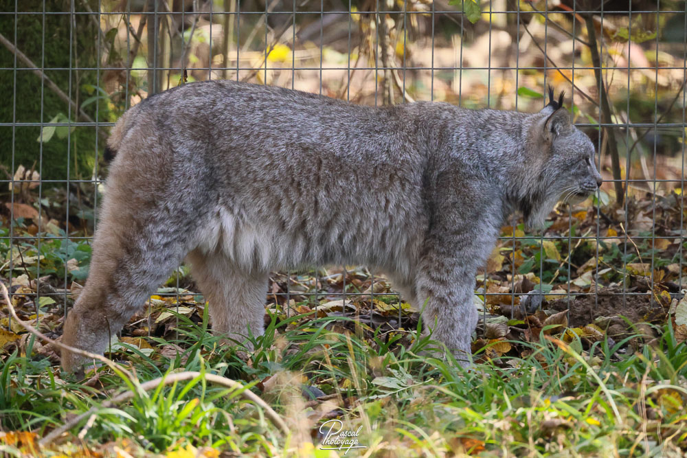 Lynx du Canada