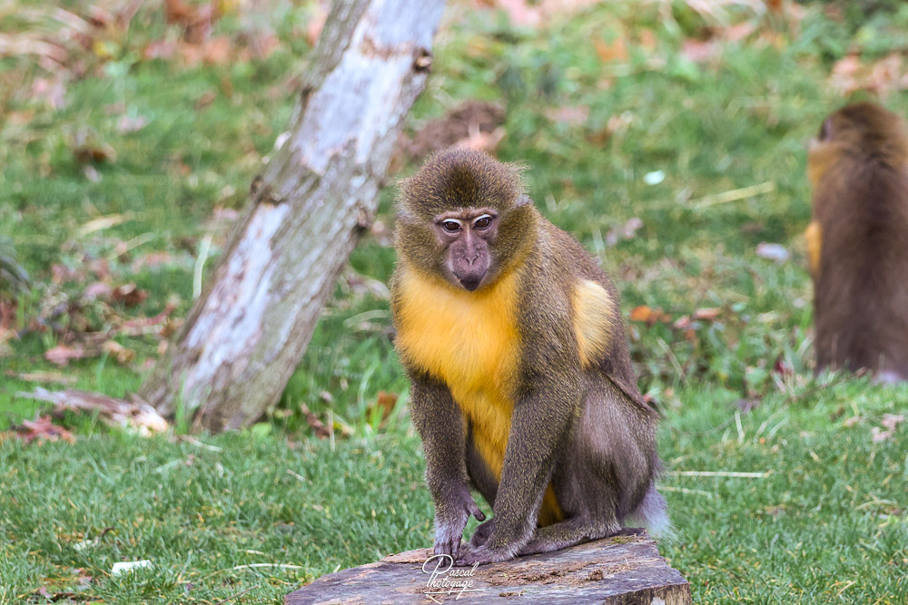 Mangabey à ventre doré