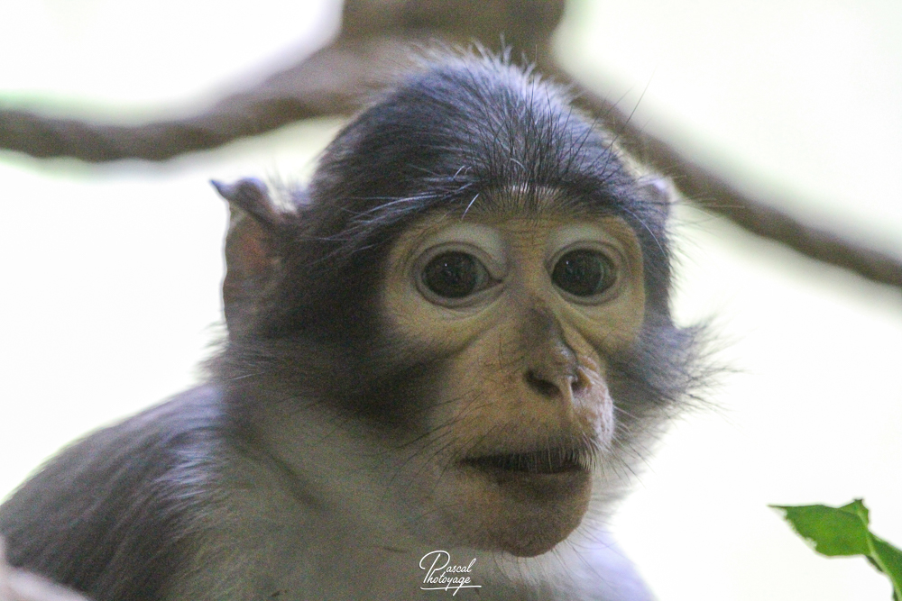 Mangabey couronné