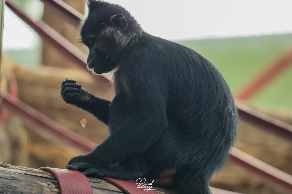 Mangabey noir