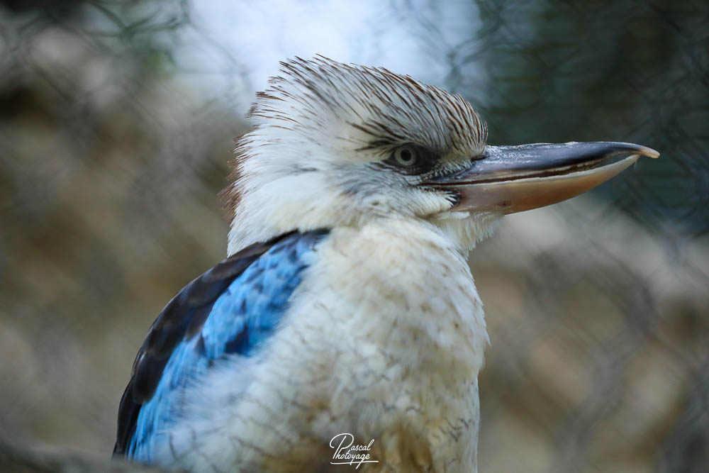 Martin-chasseur à ailes bleues