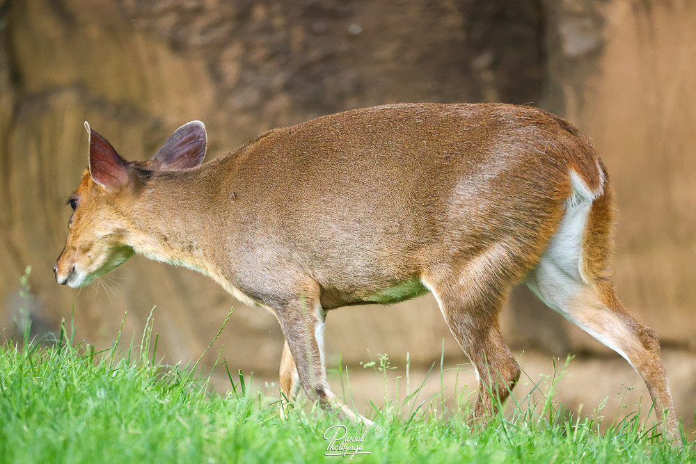 Muntjac de Reeves