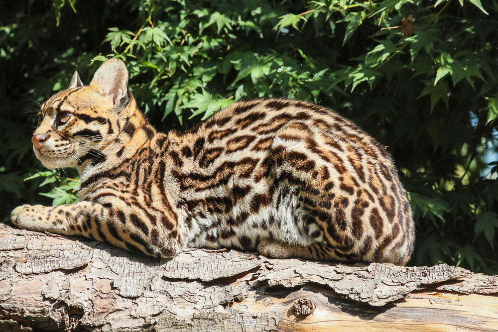 Ocelot