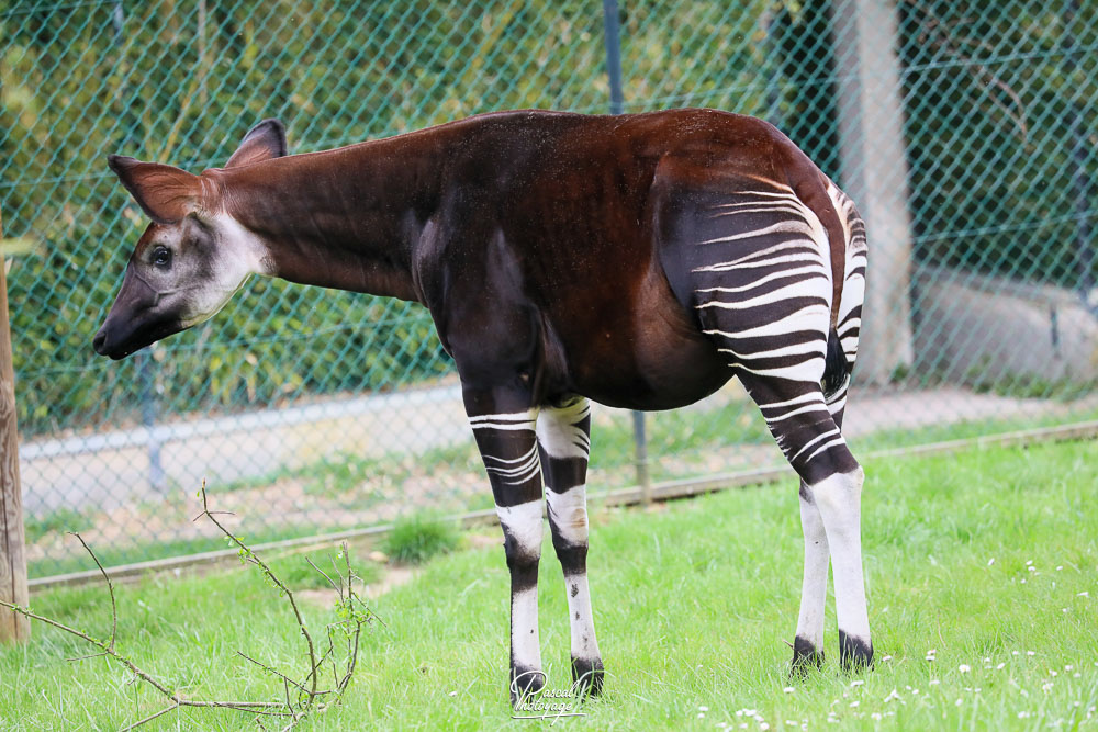 Okapi