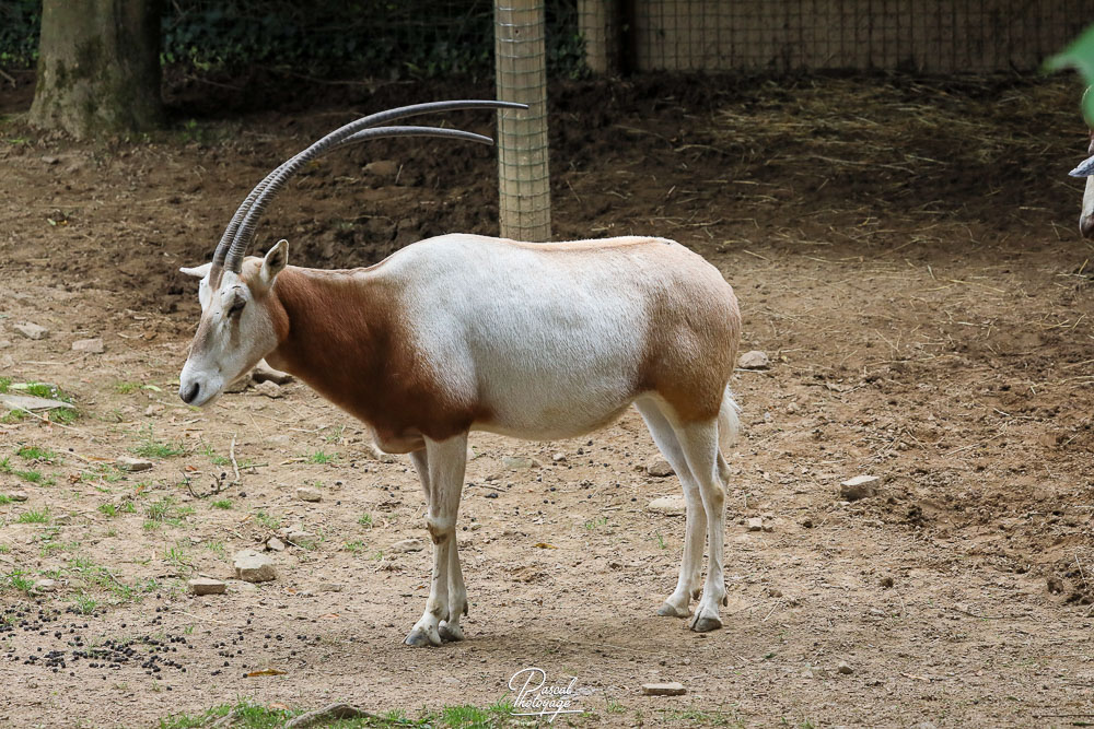 Oryx algazelle
