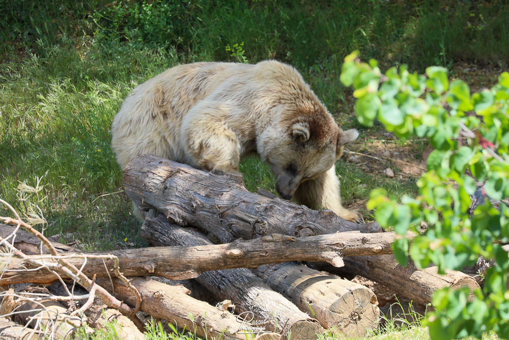 Ours brun de Syrie