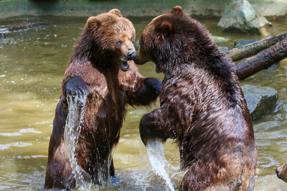Ours brun du Kamtchatka