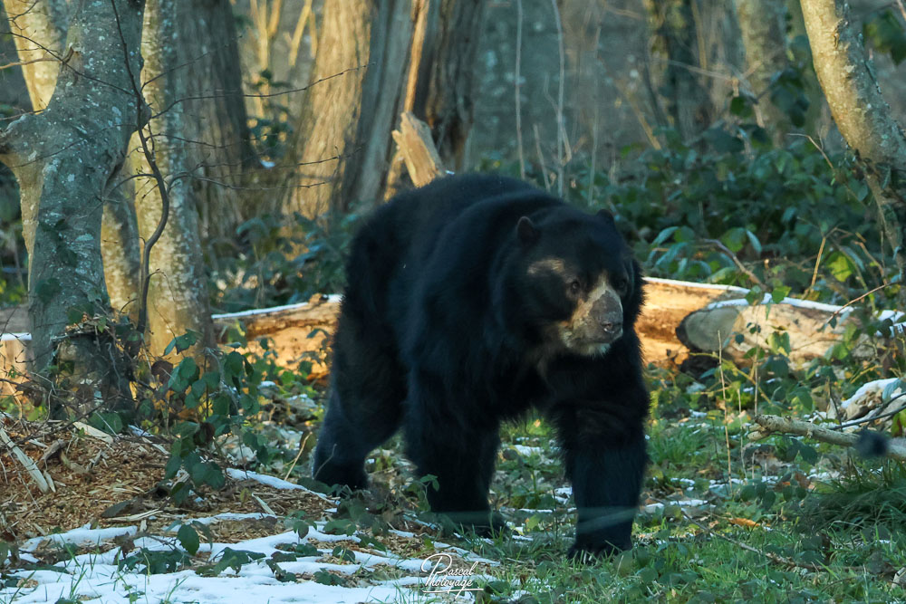 Ours noir d'Amérique