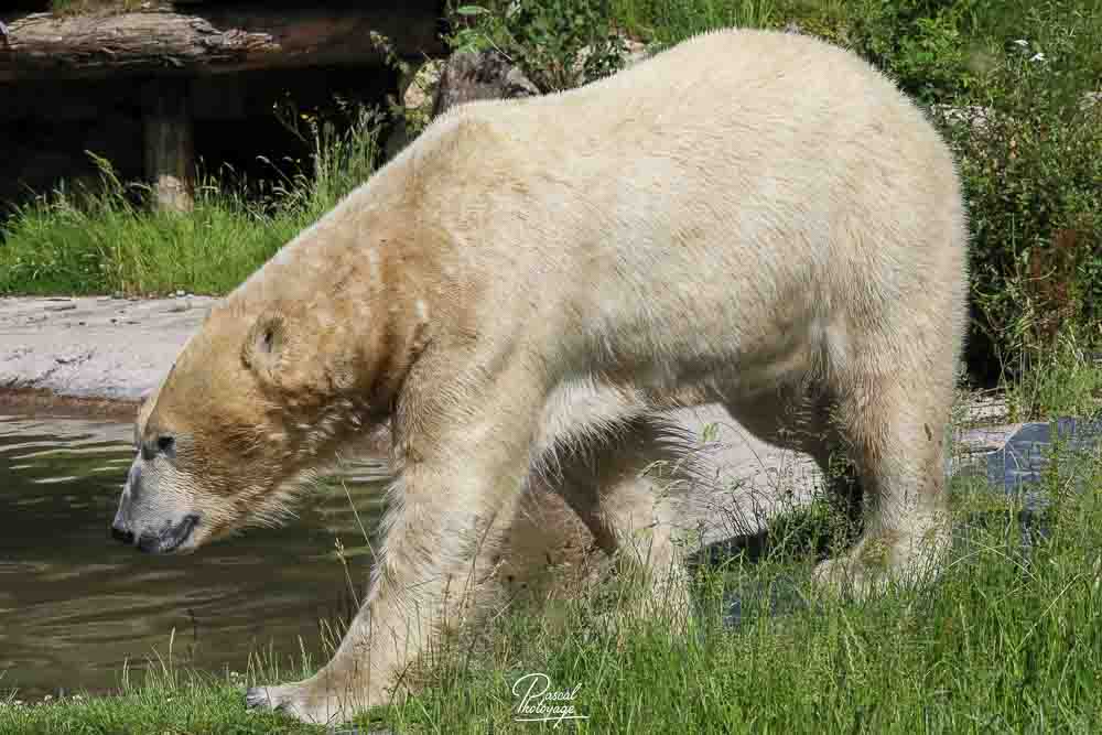 Ours polaire