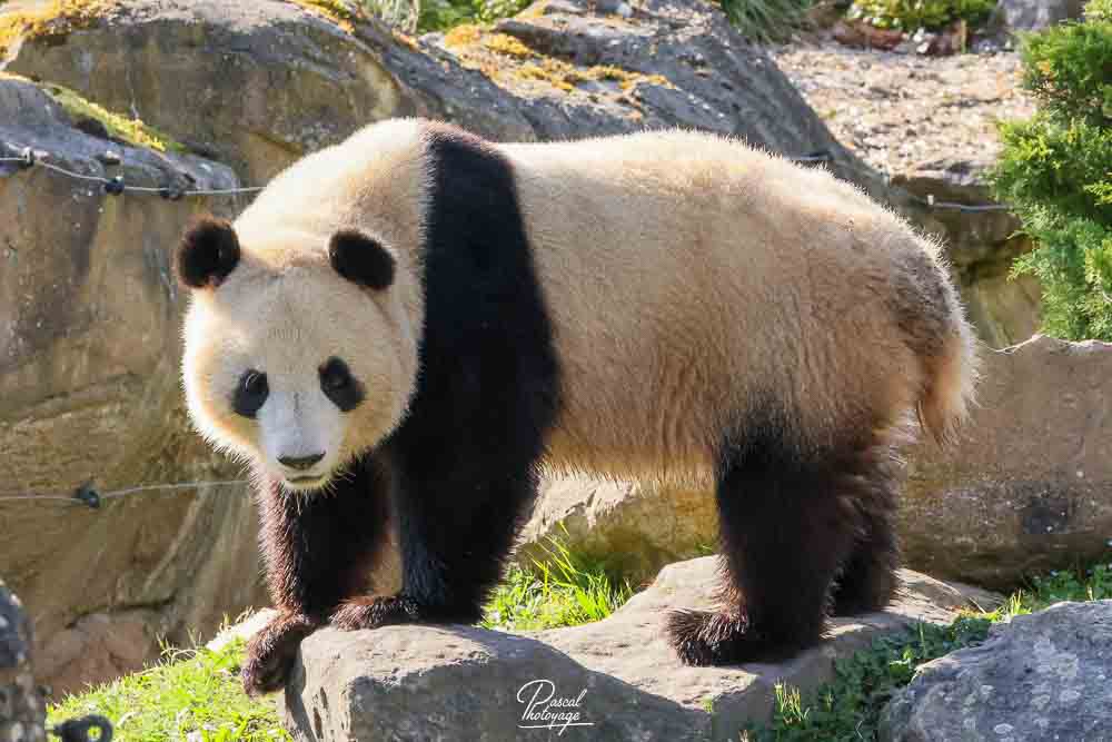 Panda géant