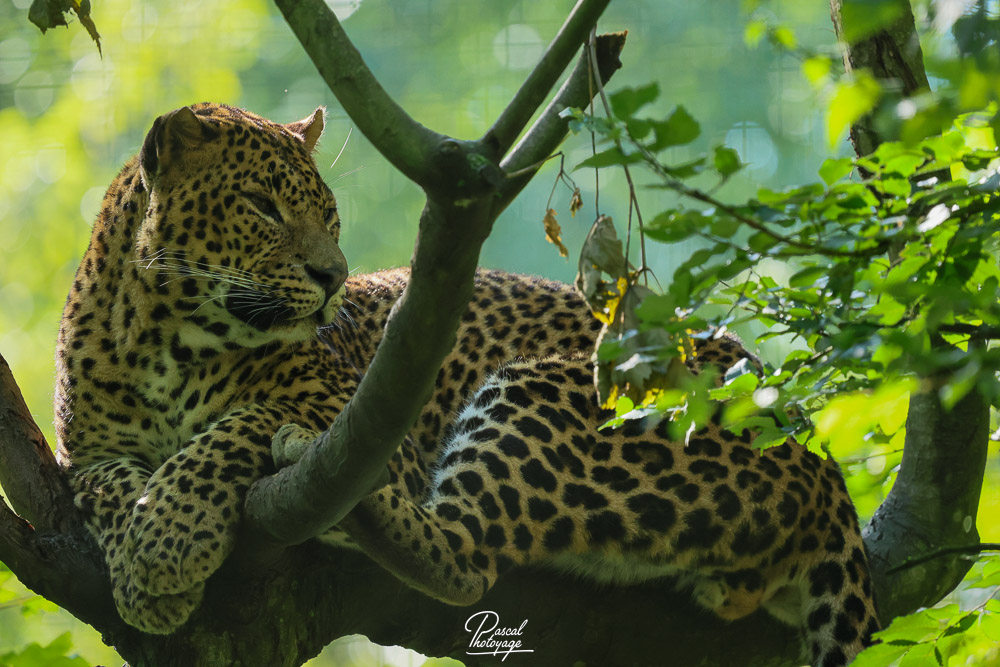 Panthère du Sri Lanka