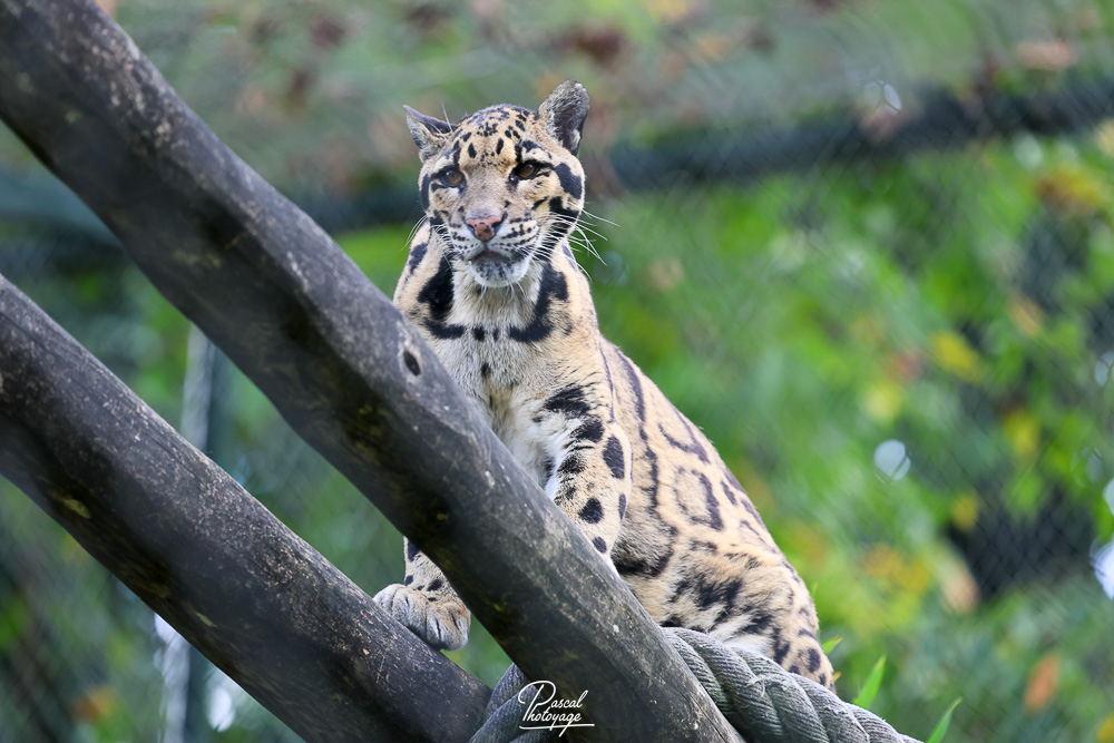 Panthère nébuleuse